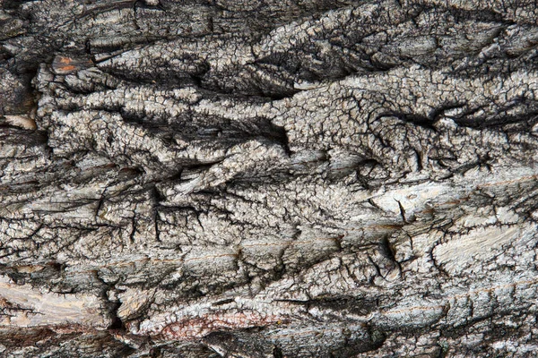 Um tronco de árvore na floresta. Casca de árvore close-up . — Fotografia de Stock