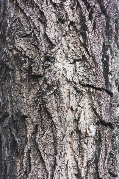 Um tronco de árvore na floresta. Casca de árvore close-up . — Fotografia de Stock