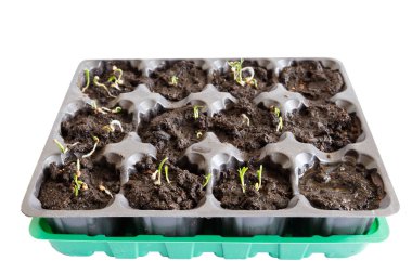 Evde fide için hücreler. Pencere de büyüyen bitkiler. Bahçecilik gelişimi kavramı.