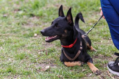 Çimenlikte hostesle yürüyüşte küçük bir melez köpek. Standlar ve uzağa bakar.