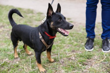 Çimenlikte hostesle yürüyüşte küçük bir melez köpek. Standlar ve uzağa bakar.