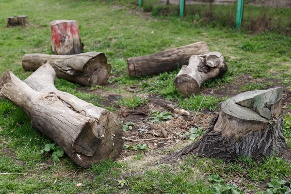 Registos de uma árvore velha. Corta uma árvore velha no chão. Desflorestação . — Fotografia de Stock