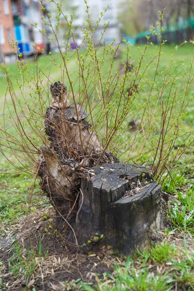 Tronco de árvore velha coberto com galhos jovens entre a grama . — Fotografia de Stock