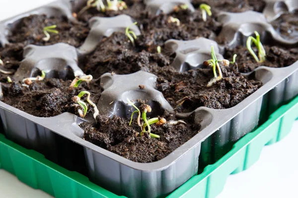 Cellules pour les semis à la maison. Cultiver des plantes sur le rebord de la fenêtre. Le concept de développement horticole . — Photo
