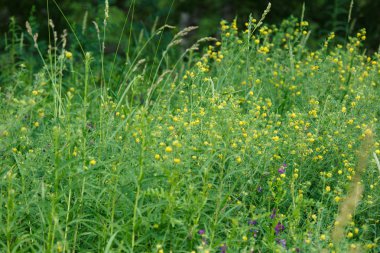 odaklanmamış yeşil çim arka planda alanında yeşil çim.