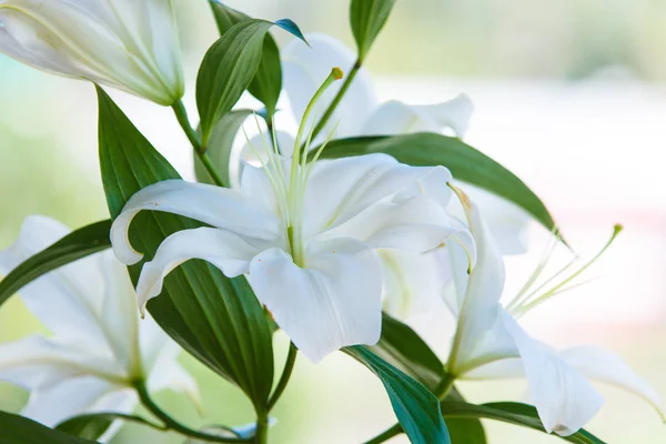 Bukiet białych Lilie zbliżenie z niewyraźne tło. — Zdjęcie stockowe