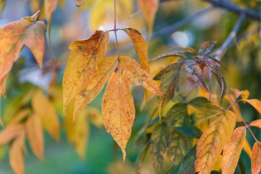 Sonbahar teması. Sarı yapraklı sonbahar ağaçları.