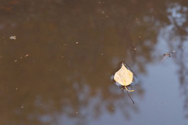 Sonbahar teması. Çamurlu bir su birikintisi içinde sarı yapraklar.