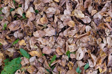 Sonbahar teması. Birçok düşmüş sarı yaprak lar yerde yatıyor. Arka plan olarak kullanılabilir.