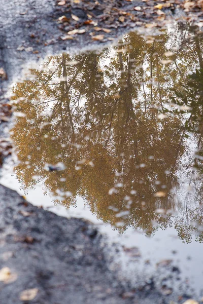 Őszi téma. Elmélkedés egy pocsolya egy fa sárga levelek. — Stock Fotó