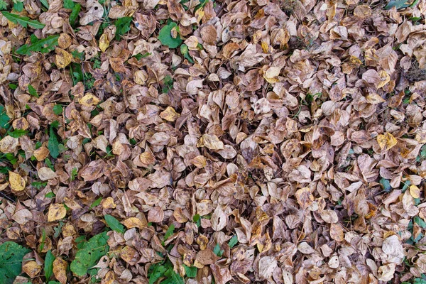 Herbstthema. Viele herabgefallene gelbe Blätter liegen auf dem Boden. kann als Hintergrund verwendet werden. — Stockfoto