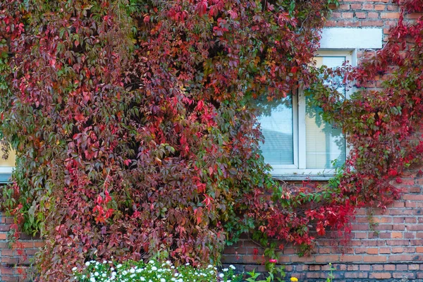 Grapes on the wall of the house. Autumn landscape of grapes with red leaves around the Windows. — Stock Photo, Image