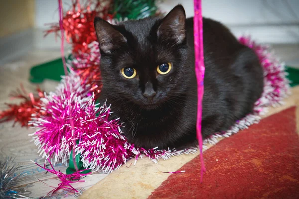 Noel ağacının altında kara kedi. Evcil kedi Noel ağacının altında yatıyor. Yakın plan..