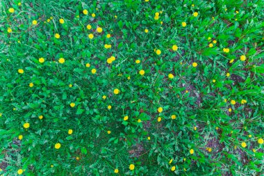 Baharda yeşil çimlerle kaplı bir tarlada karahindiba tarlası