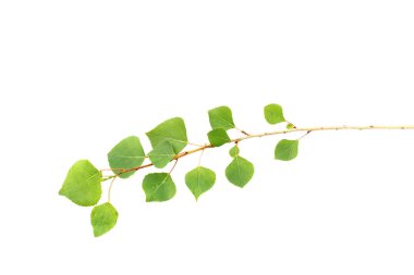 Yeşil-dal-kavak-izole-on-beyaz