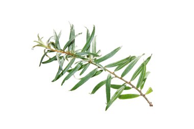 Dal-bahçe-ağaç-dar-yaprakları ile-izole-on-beyaz