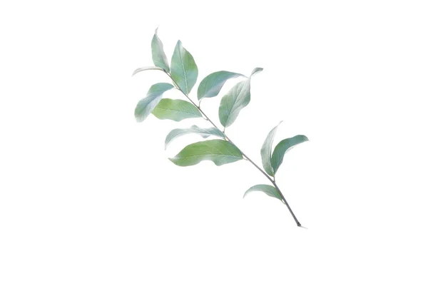 Pequeño-rama-con-plata-gris-hojas-aislado-sobre-blanco —  Fotos de Stock