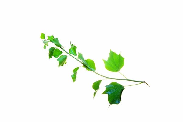 ' Ιβι-κλαδί-με-αειθαλές-φύλλα-απομονωμένα-σε-λευκό — Φωτογραφία Αρχείου