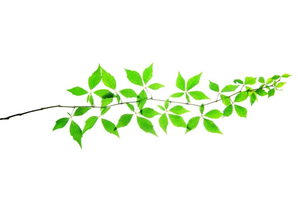 Κλαδί-από-άγριο-σταφύλι-με-πράσινα-φύλλα-απομονωμένα-σε-λευκό — Φωτογραφία Αρχείου