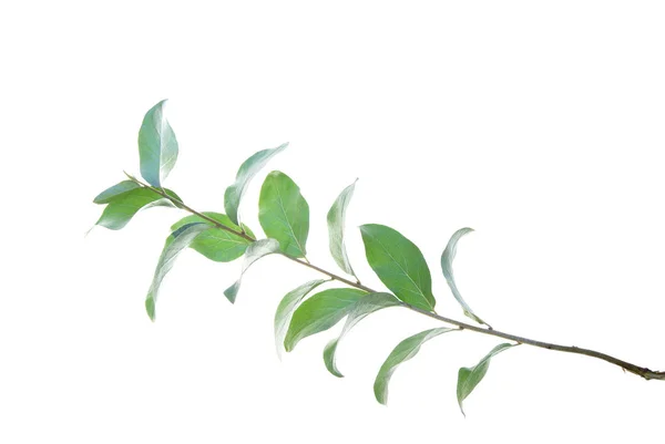 Κλαδί-με-γκρι-πράσινα-φύλλα-απομονωμένα-σε-λευκό — Φωτογραφία Αρχείου