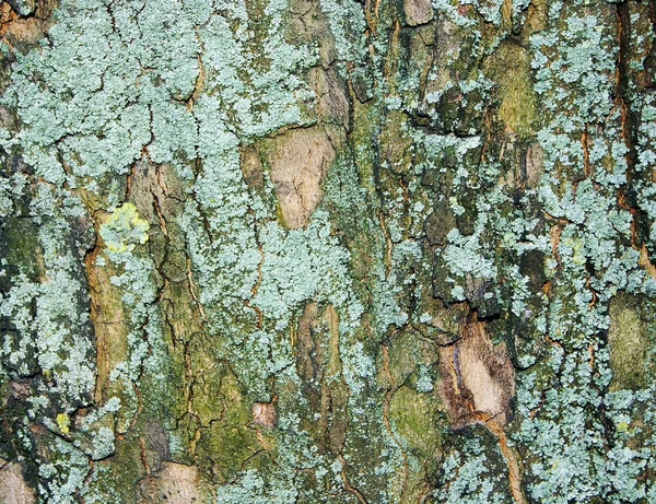 Texture-of-sycamore-bark-with-lichen-full-frame-background — Stock Photo, Image