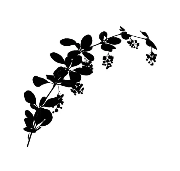 Silhouette-aus-Zweigen-mit-gerundeten-Blättern-und-gelben-Blüten-isoliert-auf-weißem-Vektor-Illustration — Stockfoto