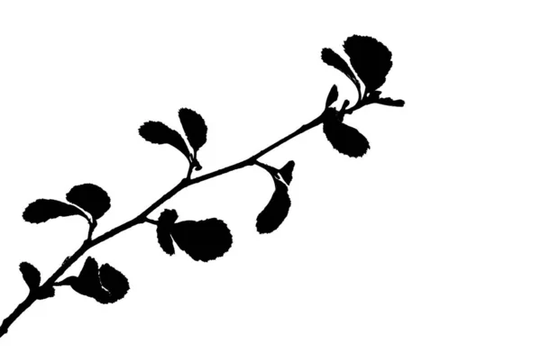 Silhouet-van-twig-of-Alder-met-afgeronde-gekartelde-bladeren-geïsoleerd — Stockfoto