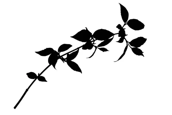 Silhouette-of-Twig-of-Garden-Bush-med-spetsiga-löv-isolerad-på-vit — Stockfoto
