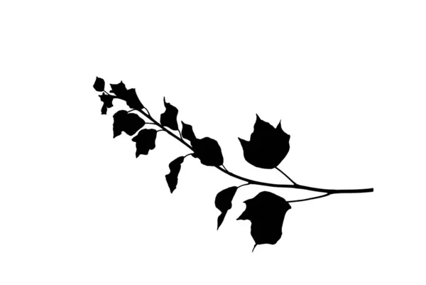 Silhouette-of-Ivy-twig-with-evergreen-leaves-isolated-on-white — Stock Photo, Image