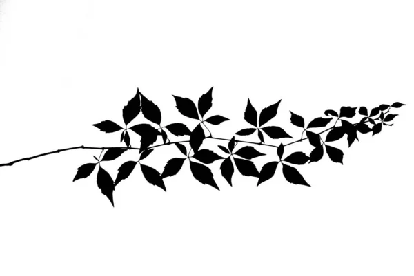 野生のブドウの小枝のシルエットと多くの葉が隔離された白 — ストック写真