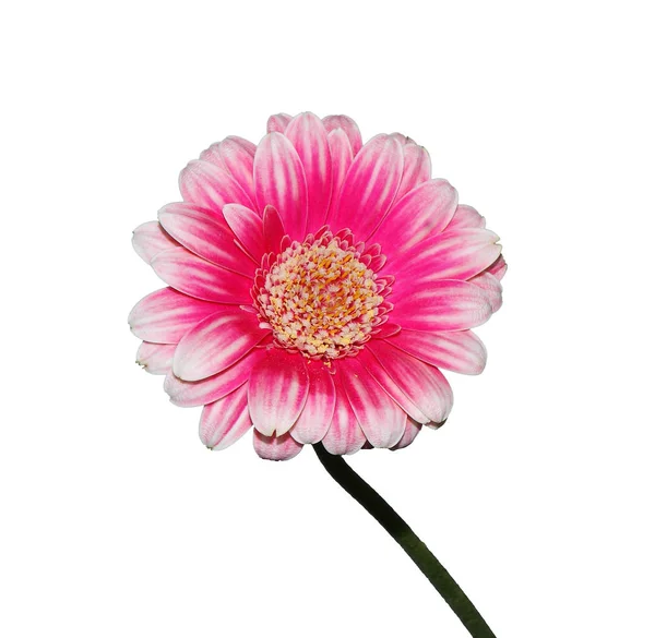 Studio Colpo Rosa Margherita Gerber Isolato Sfondo Bianco — Foto Stock