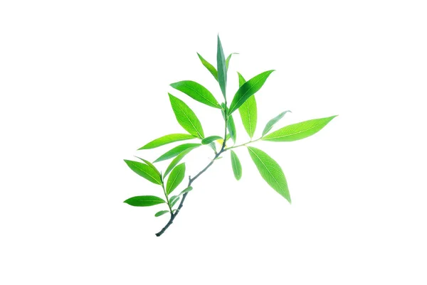 Willow-twig-with-pointed-leaves-isolated-on-white — Stock Photo, Image