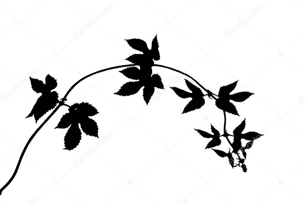 Bent-sprout-twig-of-wild-grape-isolated-on-white  