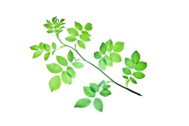 Dal-gül-izole-on-beyaz-arka plan