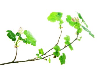 Dal-of-currant-ile-genç-yaprakları-ve-çiçek-izole-on-beyaz