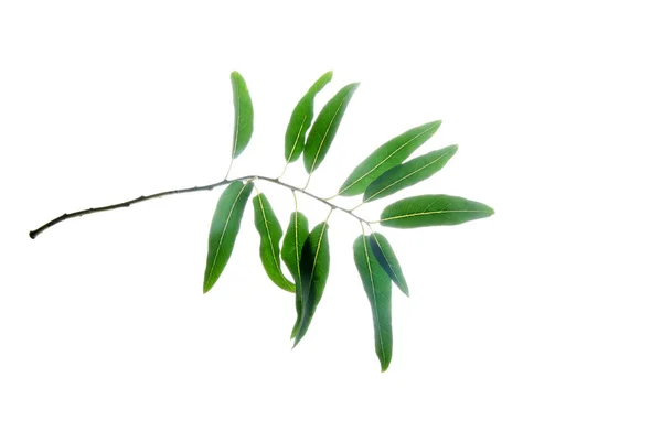 Green-olive-branch-isolated-on-white — Stock Photo, Image