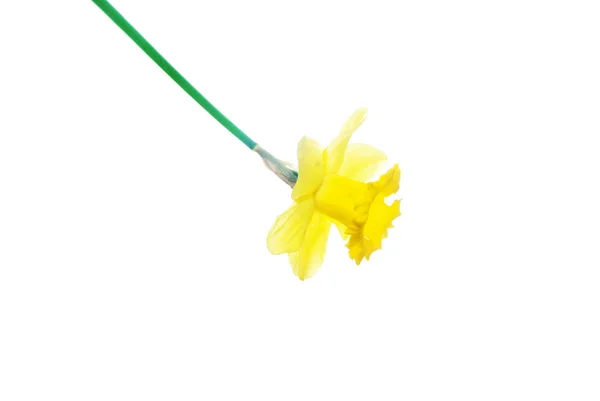 Primo piano di giallo-narciso-fiore-isolato-su-bianco — Foto Stock