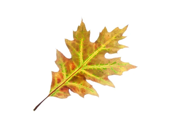 Outono-folha-de-carvalho-vermelho-isolado-sobre-branco — Fotografia de Stock