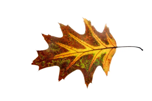 Multicolored-autumn-leaf-of-red-oak-isolated-on-white — Stock Photo, Image