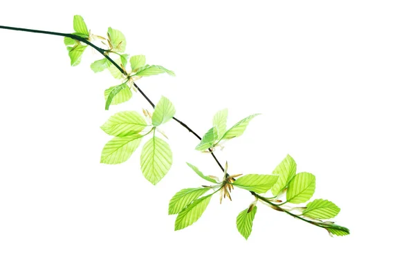 Branch-of-beech-tree-with-translucent-young-leaves-isolated-on-w — Stock Photo, Image