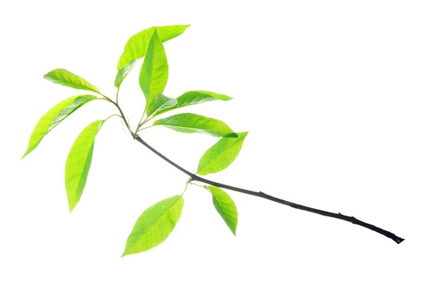シンプルな小枝と尖った葉の分離された白 — ストック写真