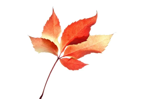 Vermelho-outono-folha-de-uva-selvagem-isolado-em-branco — Fotografia de Stock