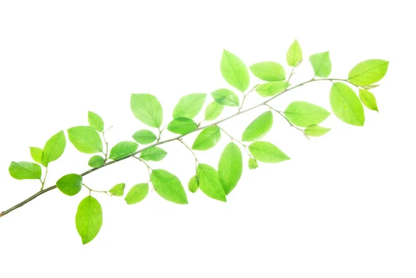 Grön-Twig-med-spetsiga-lämnar-isolerat-på-vit — Stockfoto