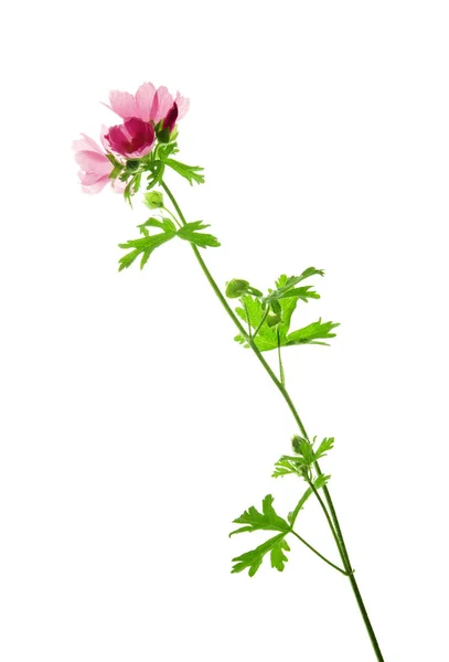 Växt-av-vilt-malva-med-tre-blommor-isolerad-på-vitt — Stockfoto