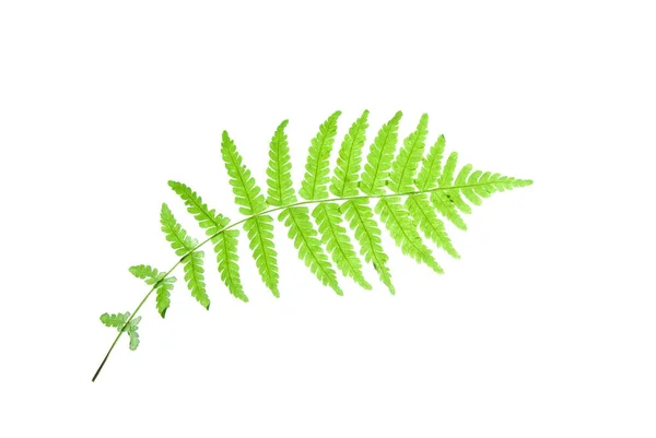 Fiatal-Fern-Leaf-elszigetelt-a-fehér — Stock Fotó