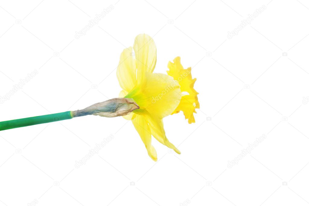 Closeup-of-yellow-daffodil-flower-head-isolated-on-white