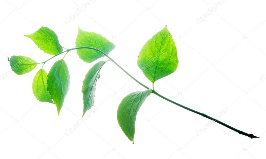 Bent-twig-of-garden-bush-with-translucent-leaves-isolated-on-whi