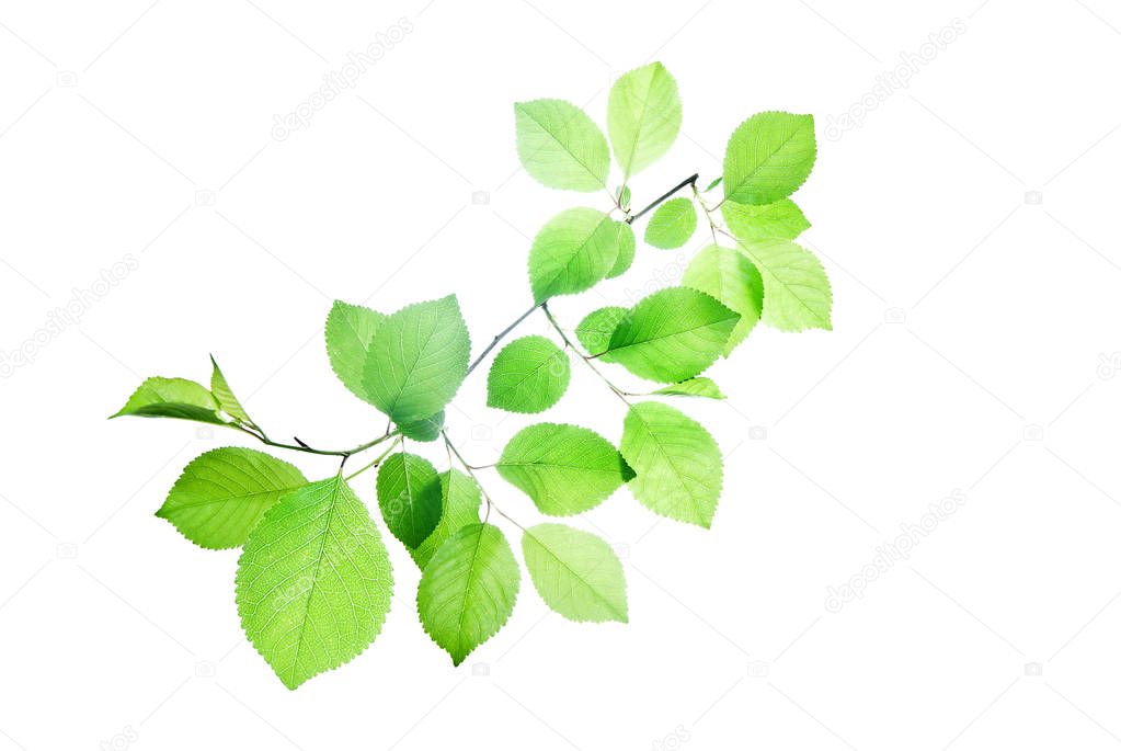 Branch-with-translucent-green-leaves-isolated-on-white