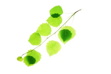 Twig-of-aspen-tree-with-translucent-leaves-isolated-on-white clipart