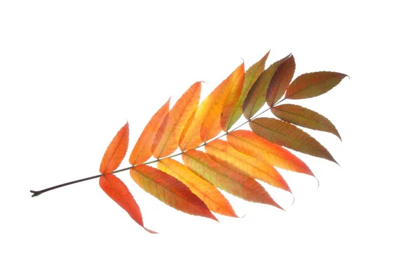 多色の秋の葉のスマック隔離オンホワイト — ストック写真